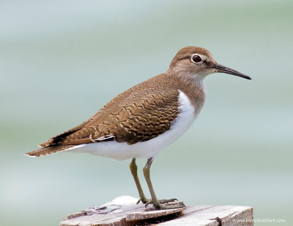 Common Sandpiper